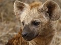196 portret hyena L